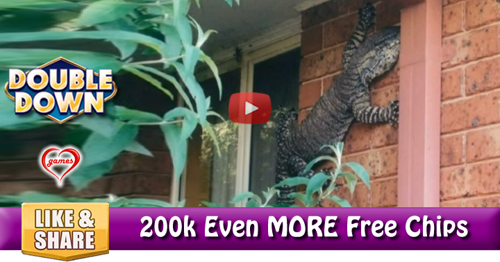 goanna-2
