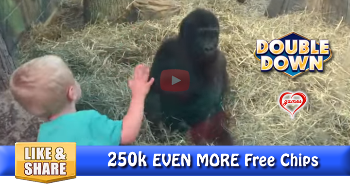 gorilla-peekaboo-2