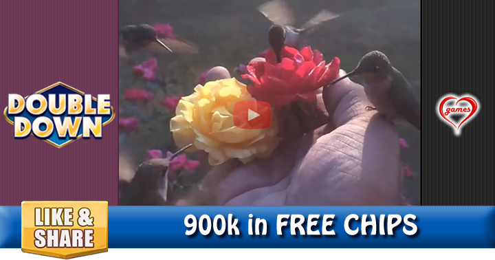 hand-feeding-hummingbirds