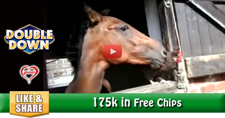 horse-chix-2
