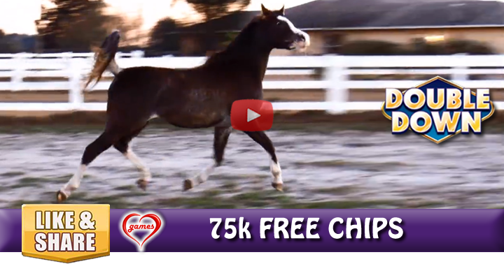 horse-trot-2