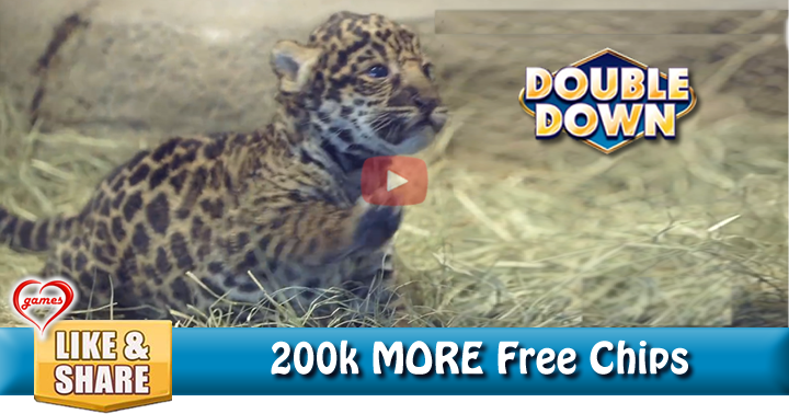 leopard-cub-2