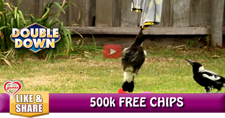magpie-lawn-2
