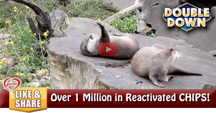 otter-juggling-2