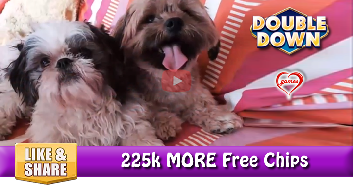 pet-day-2