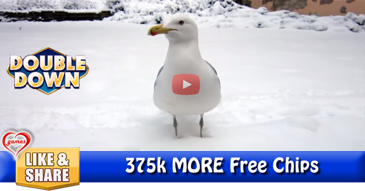 seagull-snow-3
