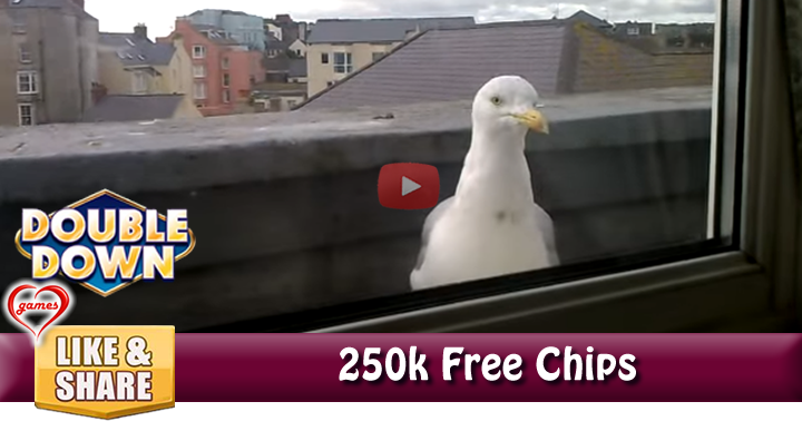 seagull-window