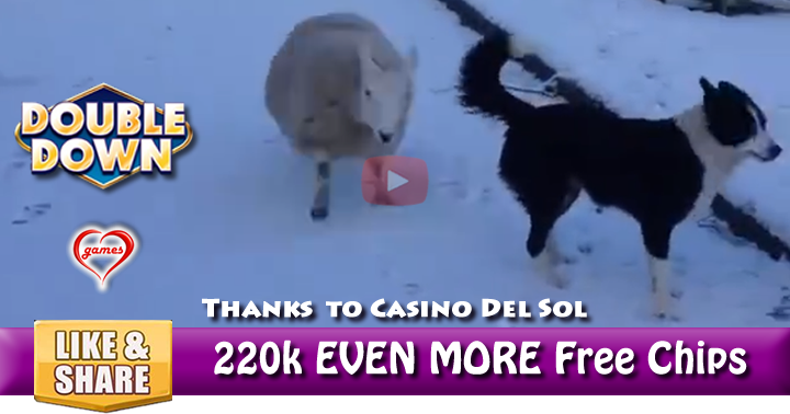 sheep-dog-2