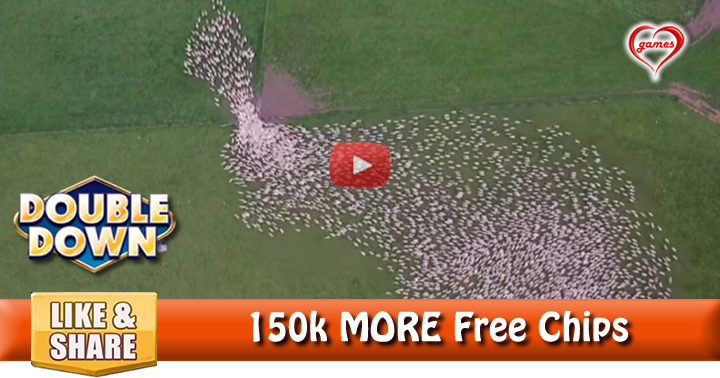sheep-herding-2