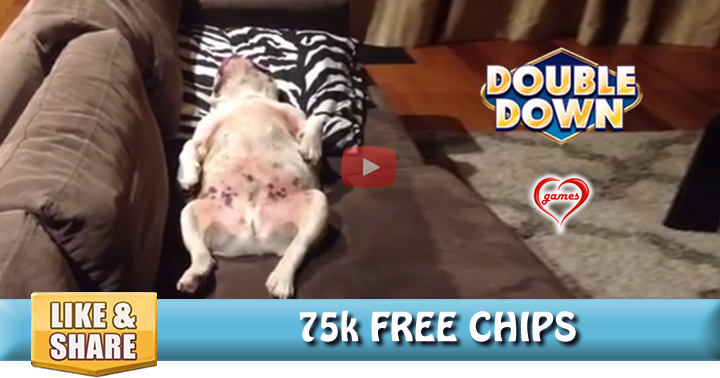 sleeping-bulldog-2