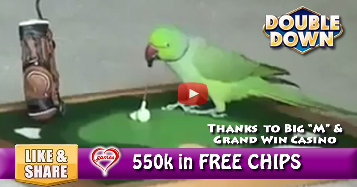 smart-bird-2