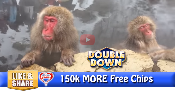 snow-monkey-2