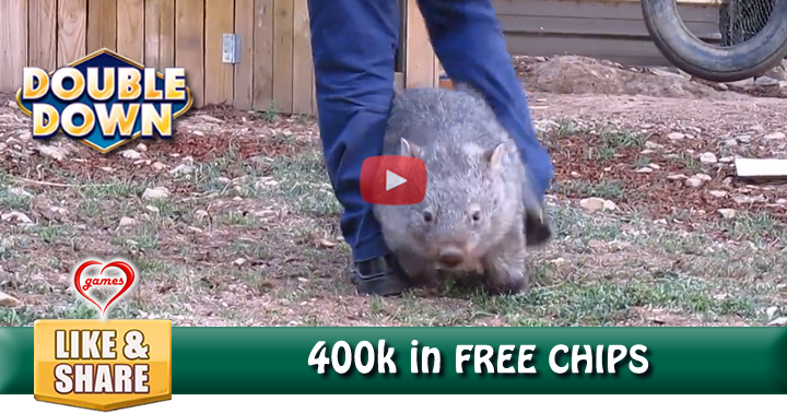 wombat-gardening-2