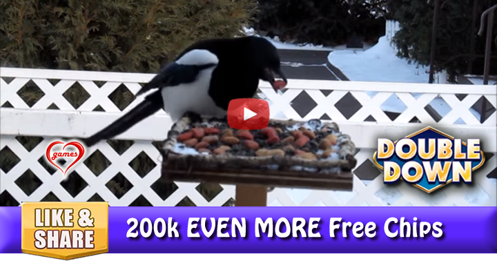 bird-feeder-2
