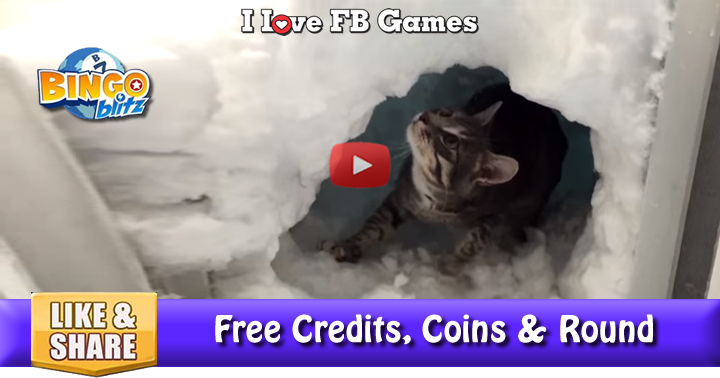 cat-igloo-3