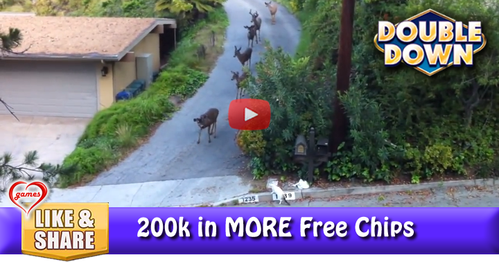 cat-meets-deer-2