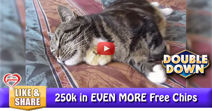 cat-surprise-3