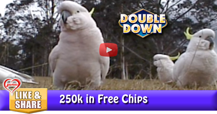 cockatoos-park-2