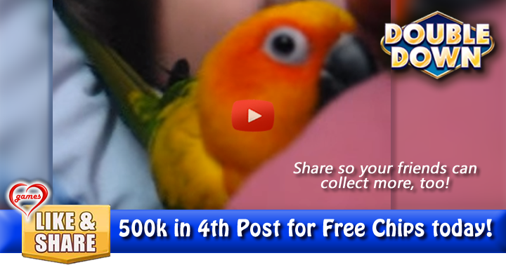 conures-2