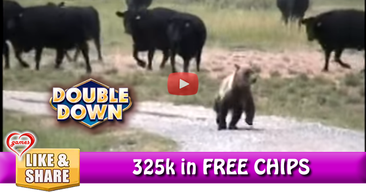 cow-bear-2