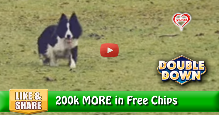 dog-herding-challenge-2