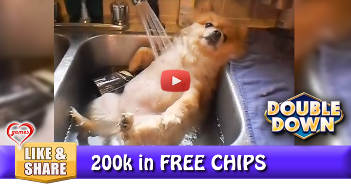 dog-n-sink-2