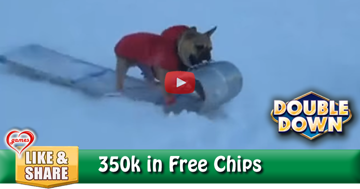 dog-sled-solo-2