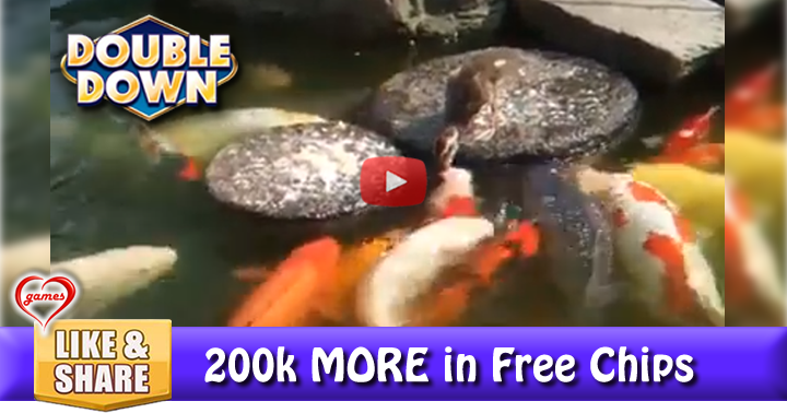 duck-feeding-koi-2