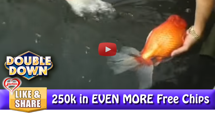 giant-gold-fish-2