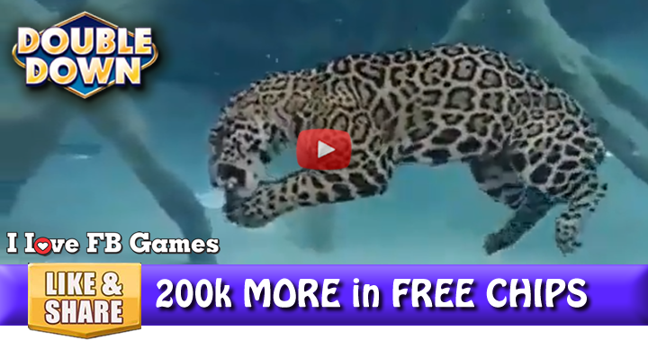 jaguar-dive-2