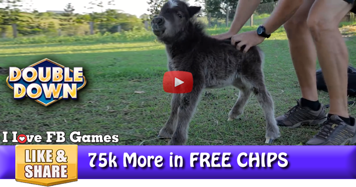 mini-horse-2