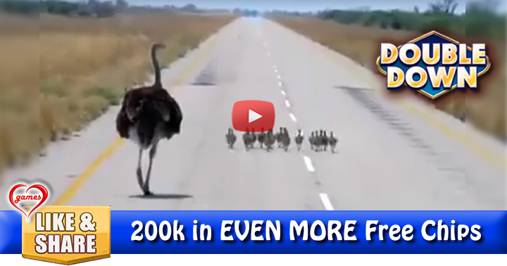 ostrich-family-2