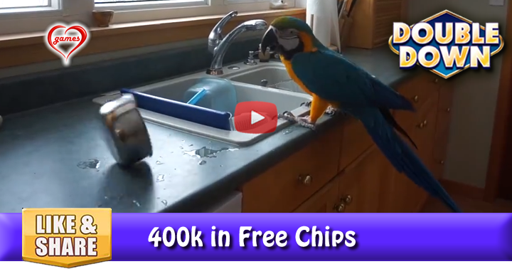 parrot-dishwasher-3