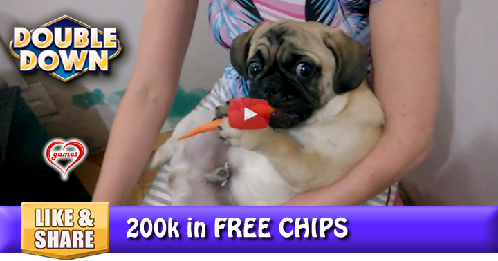 pug-carrot-2