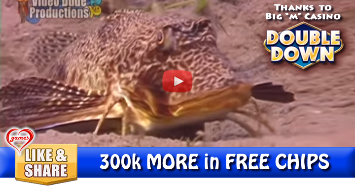 sea-robin-3