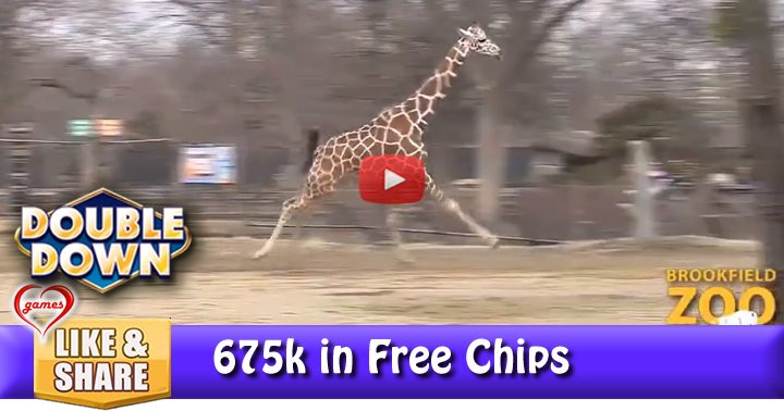 spring-baby-giraffe-2