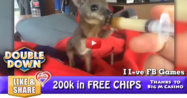 adorable-kangarooo-2
