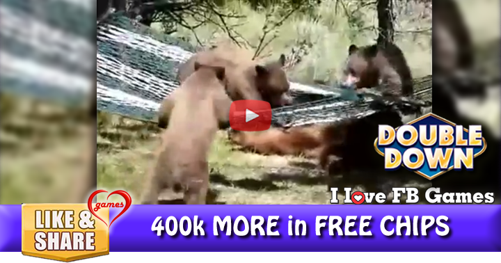 bear-hammock-2