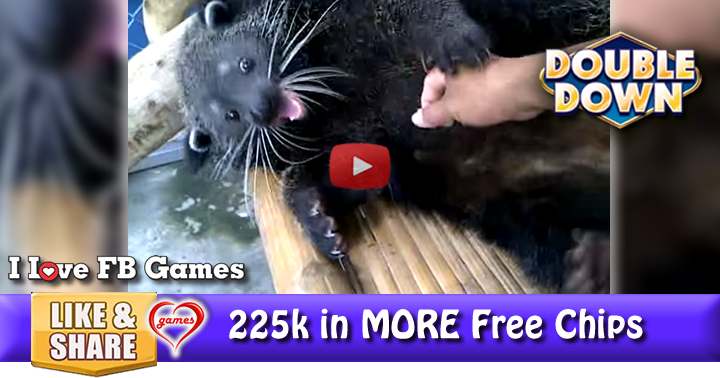 binturong-play-2