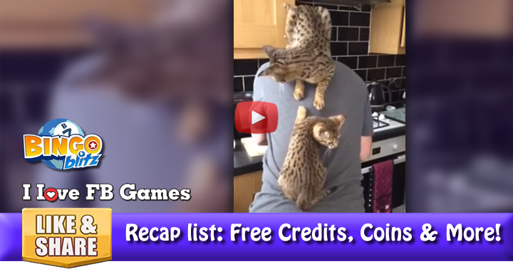 cats-back-2
