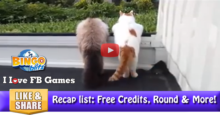 cats-hanging-2