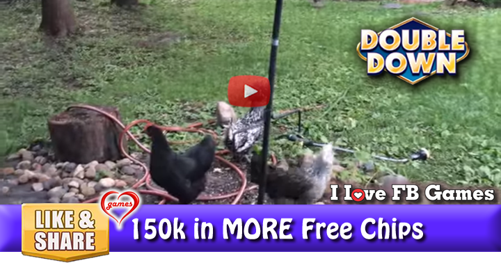 chicken-vs-squirrel-2