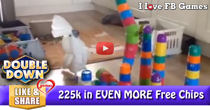 cockatoo-cups-2