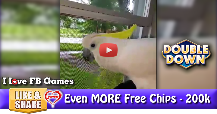 cockatoo-tease-2