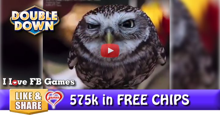 cute-owl-2