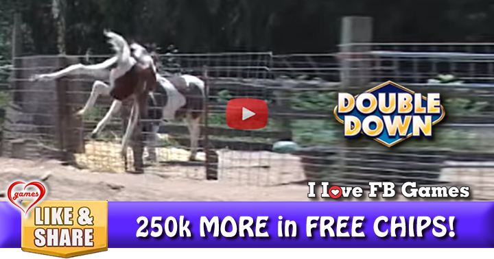 danging-foal-2