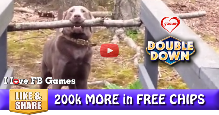 dog-big-stick-2