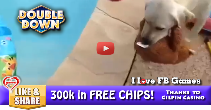 dog-pool-toyl-2