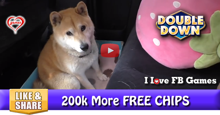 dog-travel-box-2
