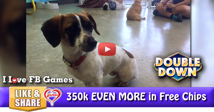 doggie-cafe-2